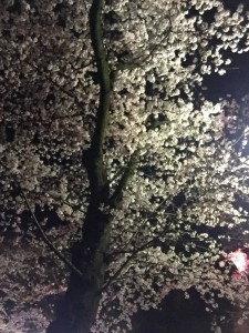 ☆太陽のような。。。