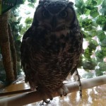 フクロウカフェ